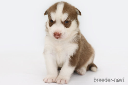 成約済の神奈川県のシベリアンハスキー-336740の5枚目